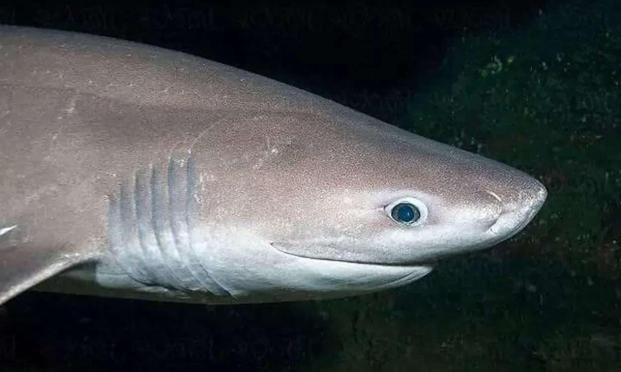 تصویرکوسه شش اب شش
